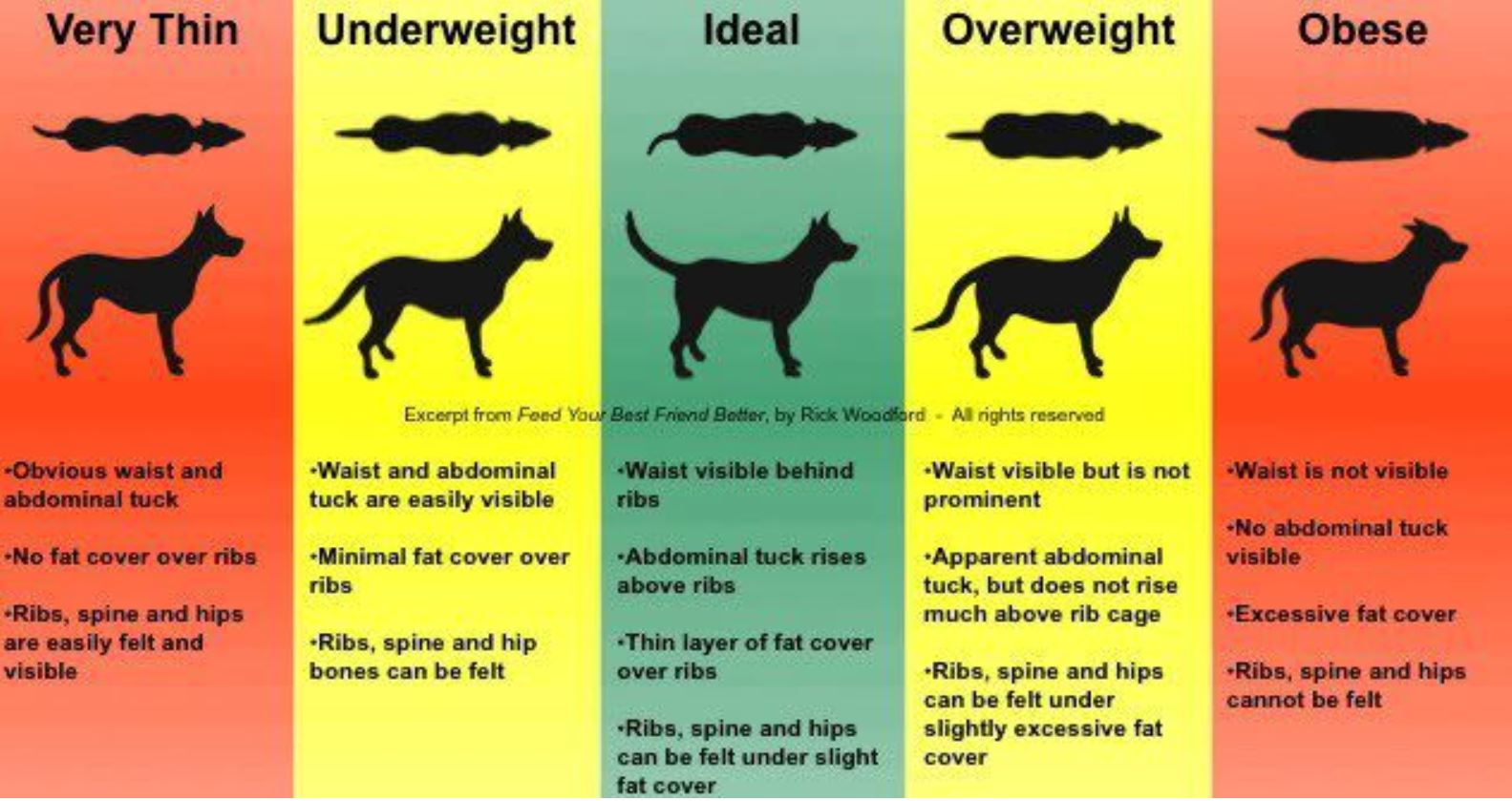 Dog Body Condition Guide