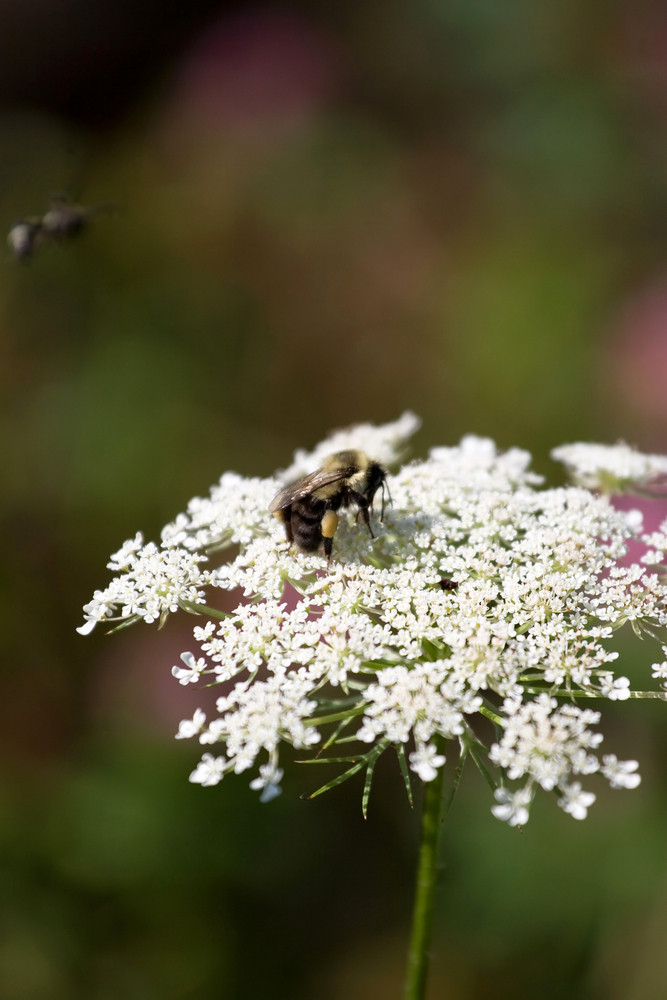 Is Bee Pollen good for dogs?