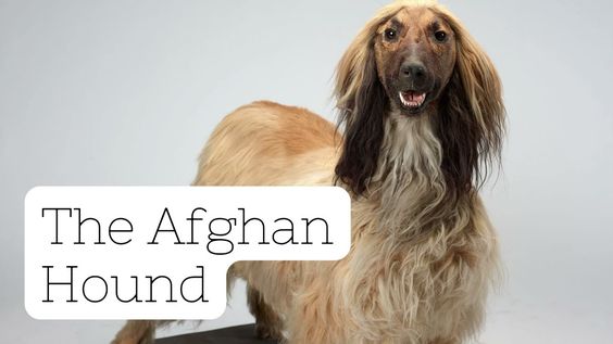 Afghan Hound Breed Profile