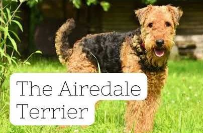 Airedale Terrier Breed Profile
