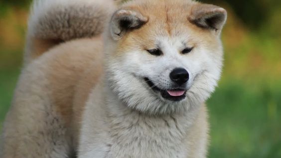 Akita Breed Profile