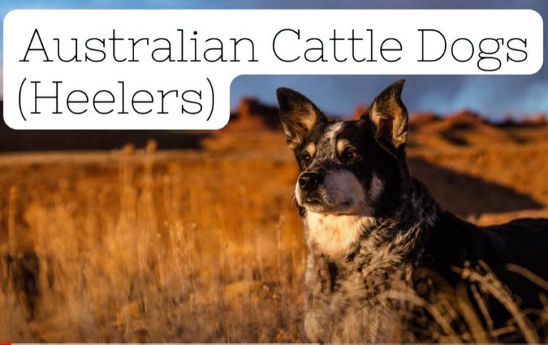 Australian Cattle Dog Breed Profile (Blue Heeler, Red Heeler)