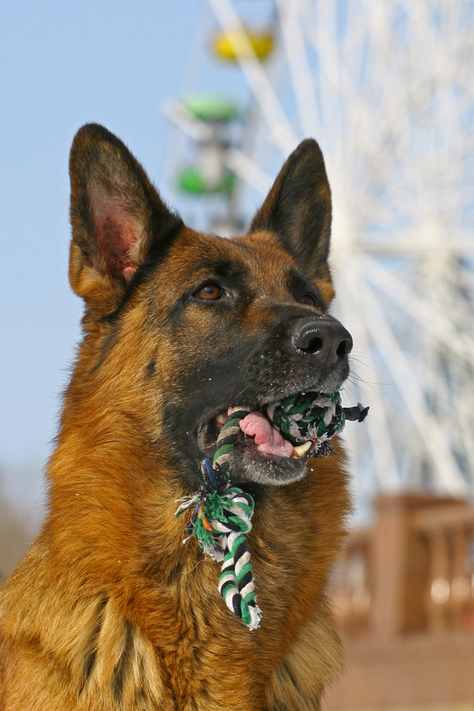 German Shepherd Dog Breed Profile