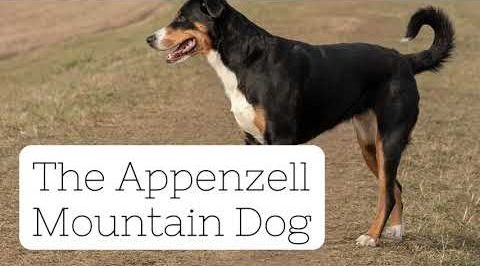 Appenzell Dog Breed Profile