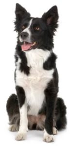 Medium dog barking collars Australia