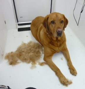 Read more about the article Undercoat de-shedding: How to!