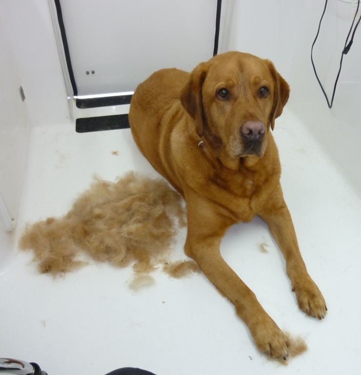 Undercoat de-shedding: How to!