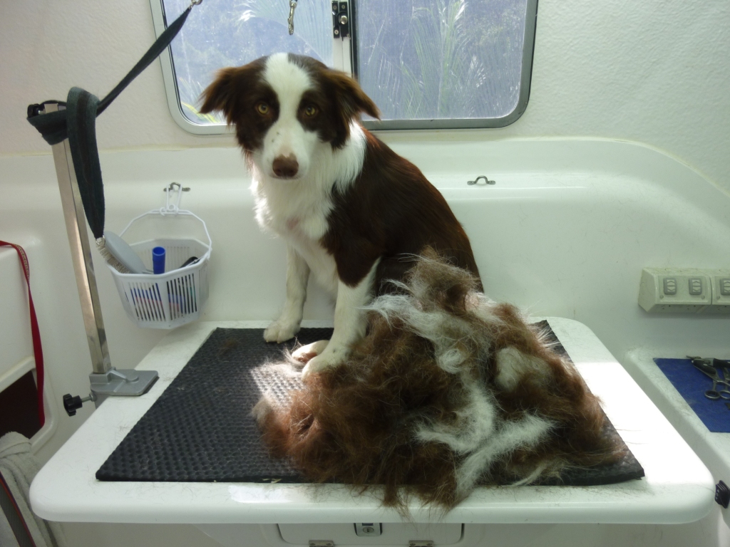 Border Collie Bella after using the FURminator de-shedding tool for dogs