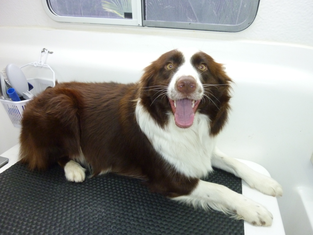 Border Collie Bella before using the FURminator de-shedding tool for dogs