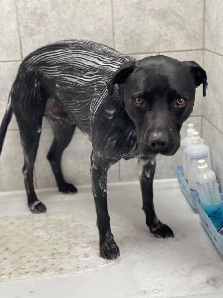 Bathing a dog in organic shampoo for skin and shiny coat