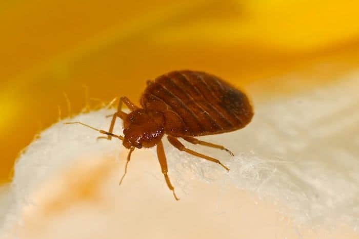 Bed bug pest control