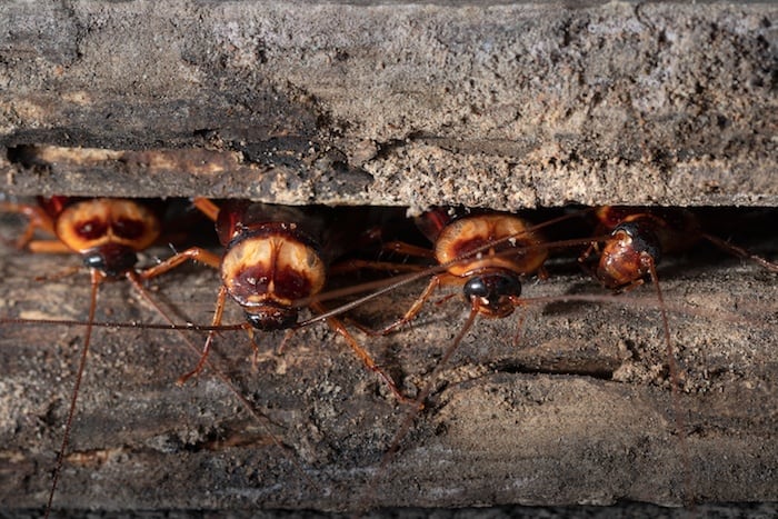 Cockroach prevention Sydney