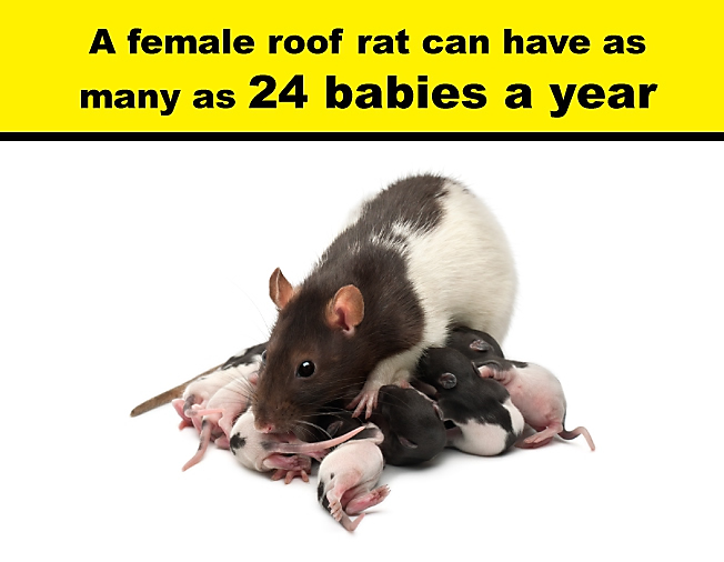 A roof rat cat have as many as 24 babies a year