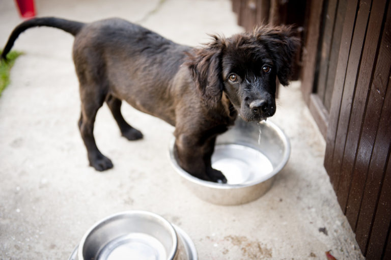 How to puppy proof your home!