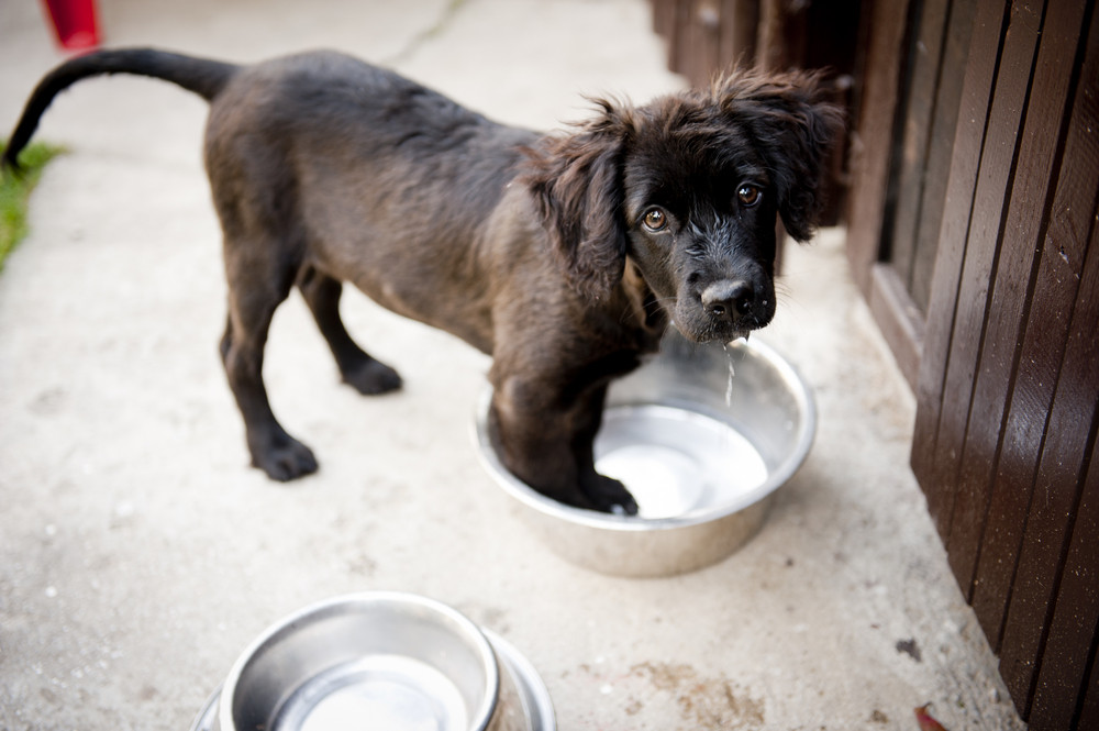 How to pet proof your house