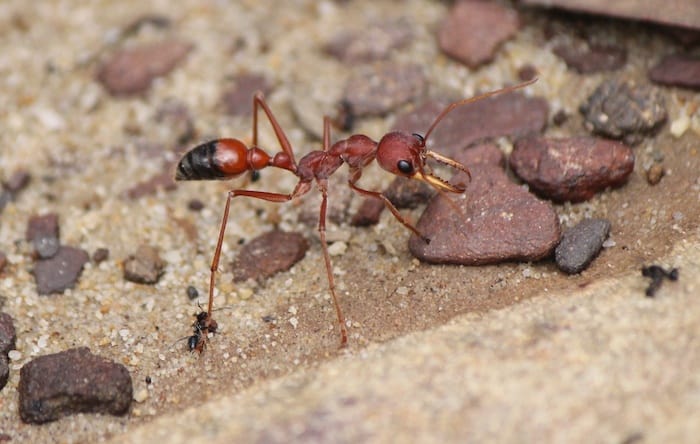 How to prevent ants in your home