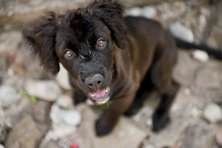 How to toilet train a puppy, successfully!