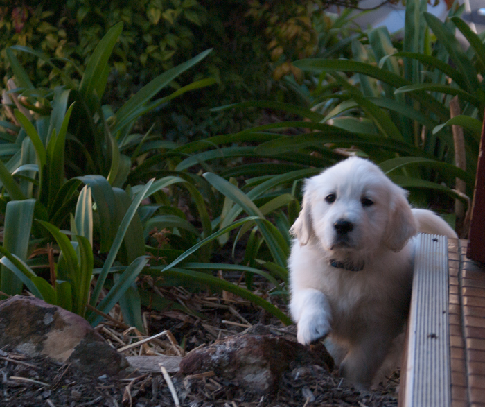 How to toilet train a puppy, successfully!