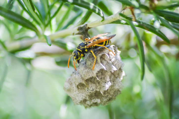 Australian paper wasp & nest