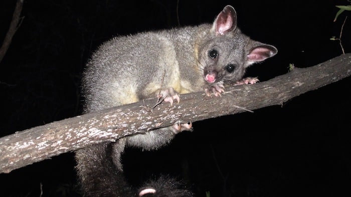 Possum removal