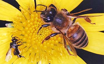 Australian bee vs European bee size comparison