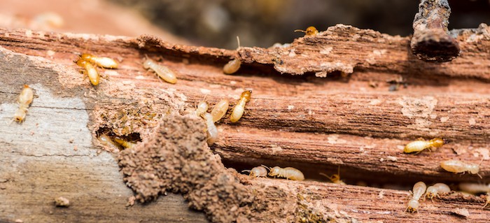 Termite pest control