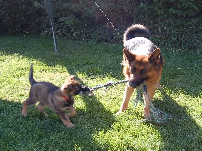 Understanding dog behaviour, by a dog behaviourist