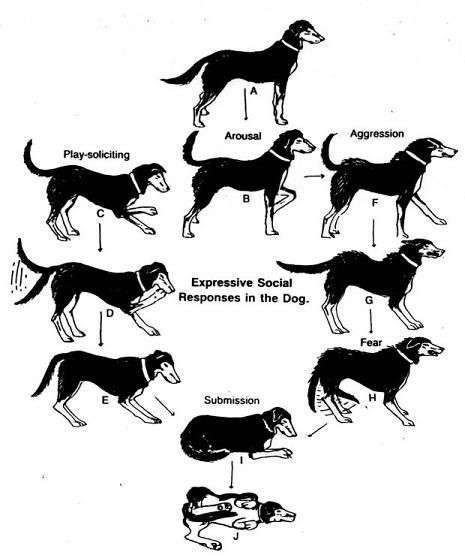 Understanding dog behaviour, by a dog behaviourist
