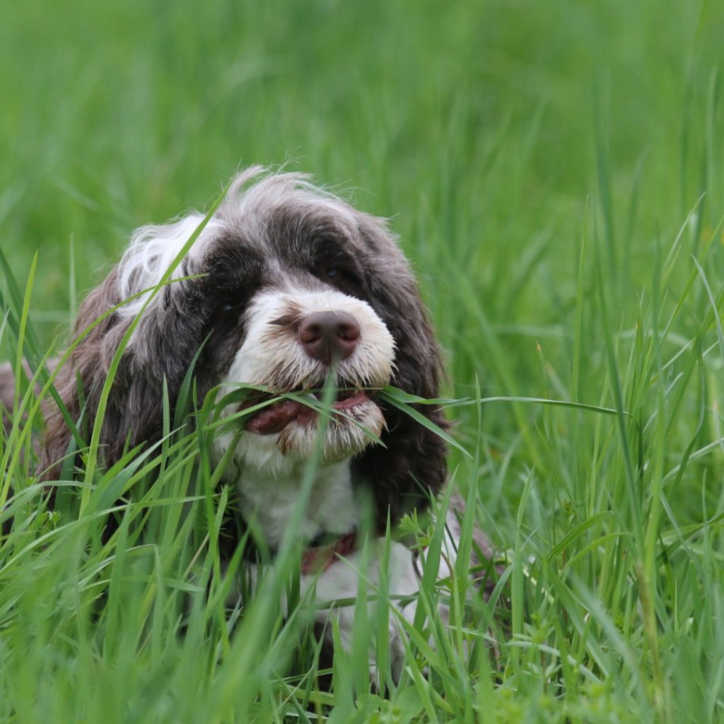 Why do dogs eat grass and vomit?