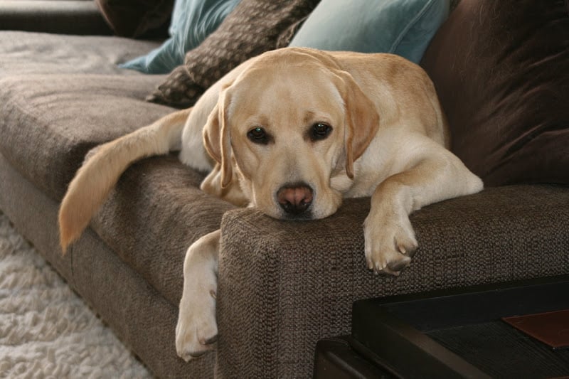 Why do dog's shed in winter