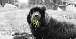 Read more about the article Why do dogs eat grass and dirt? And the science of Zoopharmacognosy!