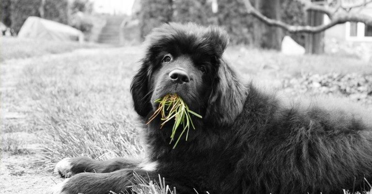 Why do dogs eat grass and dirt? And the science of Zoopharmacognosy!