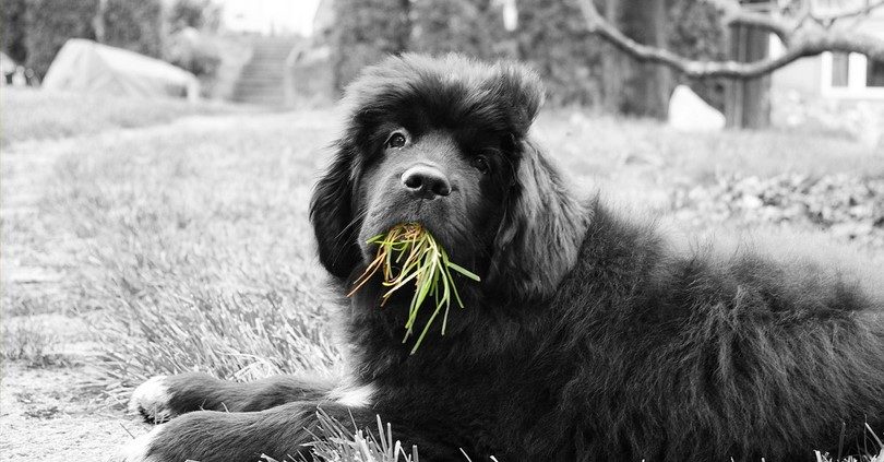 You are currently viewing Why do dogs eat grass and dirt? And the science of Zoopharmacognosy!
