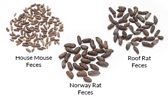 Different types of droppings of mice & rats of Australia