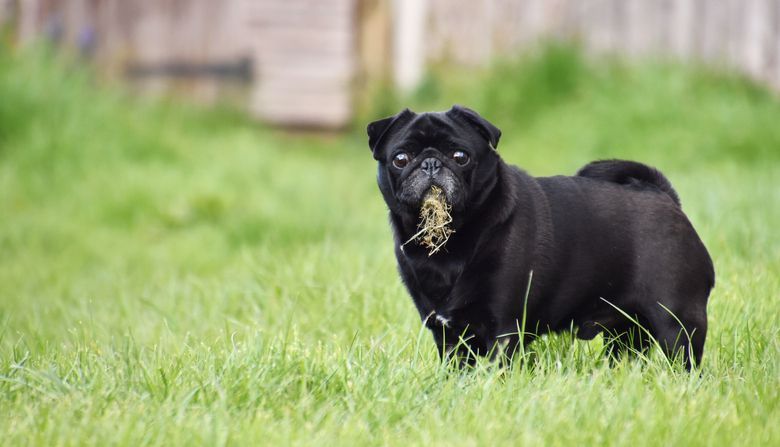 Why dogs eat grass Australia