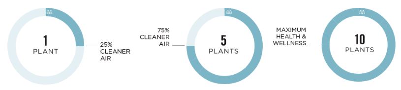 The science and benefits of dog friendly indoor plants (Australia) for cleaner air, health, and wellness.