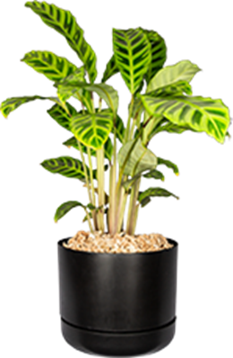 Dog friendly plant no 3 - calathea zebrina