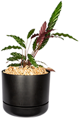 Dog friendly plant no 4 - calathea rufibarba