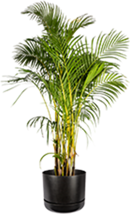 Dog friendly plant no 5 - golden cane palm