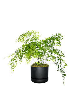 Dog friendly plant no 7 - maidenhair fern adiantum