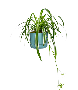 Dog friendly plant no 9 - variegated spider plant chlorophytum