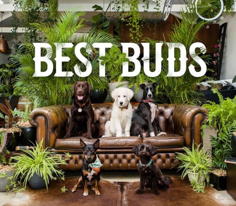 Dog friendly plants in Australia (for noobs like us!)