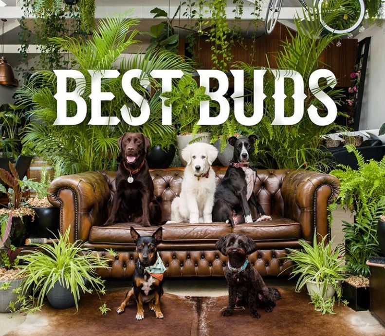 You are currently viewing Dog friendly plants in Australia (for noobs like us!)