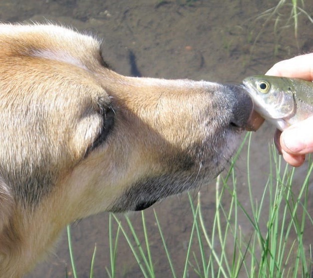 Fish oil for dogs