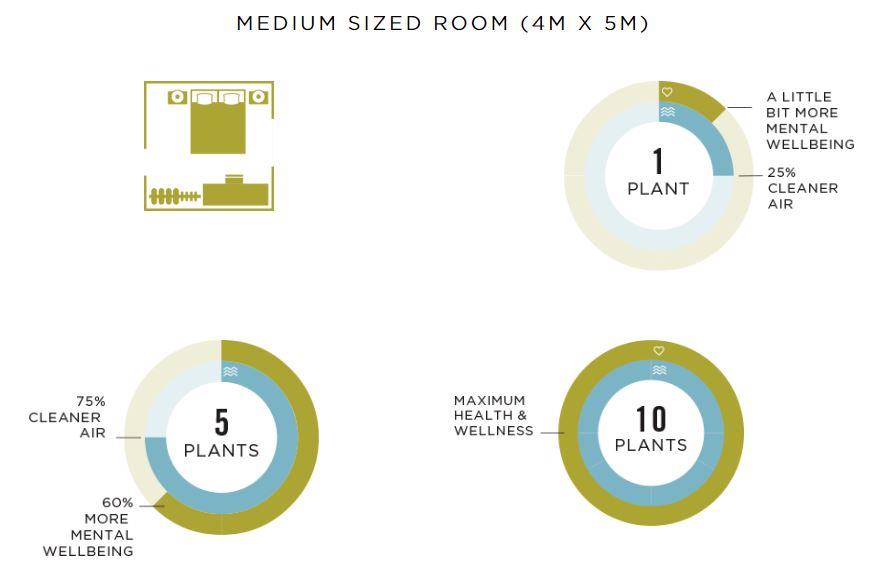 How many houseplants should you have in a medium room