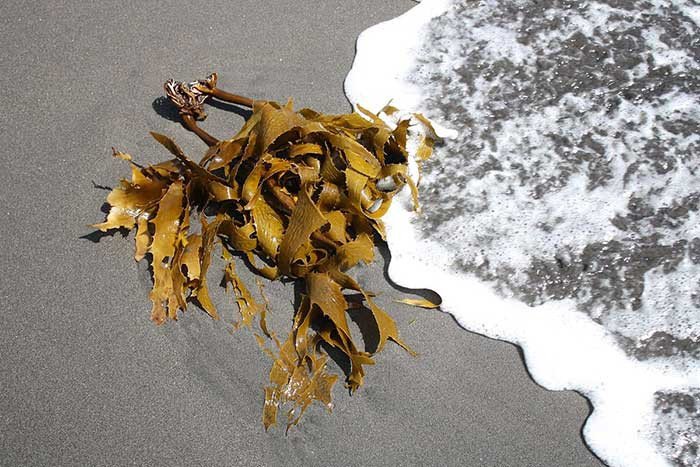 6 Benefits of Kelp for Dogs – A Sea Superpower!