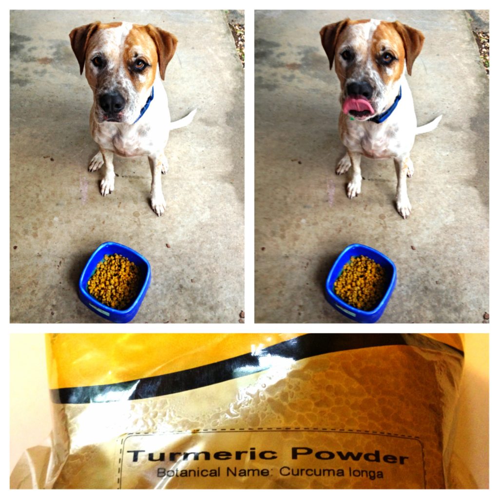 An easy way to feed turmeric to your dog